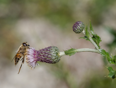 <i class='fa fa-user'></i>&nbsp;Tim Oord&nbsp;|  Blinde Bij&nbsp; <i class='fa fa-eye'>&nbsp;62</i> &nbsp;<i class='fa fa-thumbs-up'>&nbsp;1</i> &nbsp; <i class='fa fa-comment-o'>&nbsp;3</i>