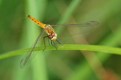 <i class='fa fa-user'></i>&nbsp;Ben Aalders&nbsp;|  Kempense Heidelibel&nbsp; <i class='fa fa-eye'>&nbsp;66</i> &nbsp;<i class='fa fa-thumbs-up'>&nbsp;3</i> &nbsp; <i class='fa fa-comment-o'>&nbsp;3</i>