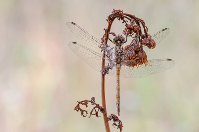 <i class='fa fa-user'></i>&nbsp;Johan van Gurp&nbsp;|  Steenrode Heidelibel&nbsp; <i class='fa fa-eye'>&nbsp;60</i> &nbsp;<i class='fa fa-thumbs-up'>&nbsp;4</i> &nbsp; <i class='fa fa-comment-o'>&nbsp;1</i>