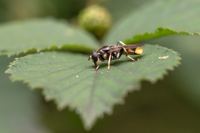 <i class='fa fa-user'></i>&nbsp;Willem Verhagen&nbsp;|  Grote Gouden Bladloper&nbsp; <i class='fa fa-eye'>&nbsp;75</i> &nbsp;<i class='fa fa-thumbs-up'>&nbsp;2</i> &nbsp; <i class='fa fa-comment-o'>&nbsp;2</i>