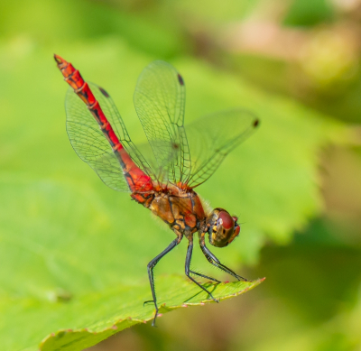 <i class='fa fa-user'></i>&nbsp;pietwil&nbsp;|  Bloedrode Heidelibel&nbsp; <i class='fa fa-eye'>&nbsp;65</i> &nbsp;<i class='fa fa-thumbs-up'>&nbsp;2</i> &nbsp; <i class='fa fa-comment-o'>&nbsp;3</i>