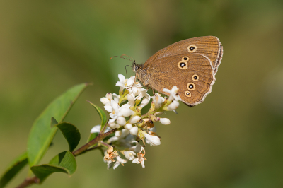 <i class='fa fa-user'></i>&nbsp;Willem Verhagen&nbsp;|  Koevinkje&nbsp; <i class='fa fa-eye'>&nbsp;71</i> &nbsp;<i class='fa fa-thumbs-up'>&nbsp;5</i> &nbsp; <i class='fa fa-comment-o'>&nbsp;2</i>