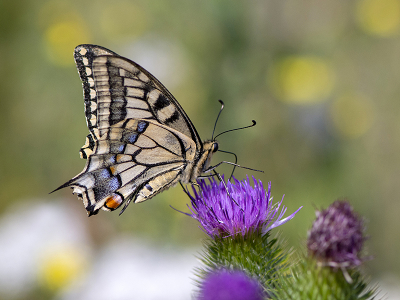 <i class='fa fa-user'></i>&nbsp;Mignon-Creative&nbsp;|  Koninginnenpage&nbsp; <i class='fa fa-eye'>&nbsp;106</i> &nbsp;<i class='fa fa-thumbs-up'>&nbsp;8</i> &nbsp; <i class='fa fa-comment-o'>&nbsp;3</i>