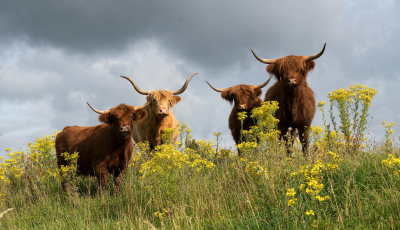 <i class='fa fa-user'></i>&nbsp;Schollevaer&nbsp;|  Schotse Hooglander&nbsp; <i class='fa fa-eye'>&nbsp;128</i> &nbsp;<i class='fa fa-thumbs-up'>&nbsp;9</i> &nbsp; <i class='fa fa-comment-o'>&nbsp;10</i>