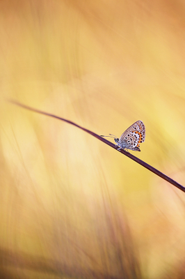 <i class='fa fa-user'></i>&nbsp;Pieter  LJ&nbsp;|  Heideblauwtje&nbsp; <i class='fa fa-eye'>&nbsp;87</i> &nbsp;<i class='fa fa-thumbs-up'>&nbsp;4</i> &nbsp; <i class='fa fa-comment-o'>&nbsp;2</i>