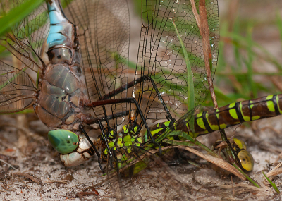 <i class='fa fa-user'></i>&nbsp;Tom&nbsp;|  Zuidelijke Keizerlibel&nbsp; <i class='fa fa-eye'>&nbsp;147</i> &nbsp;<i class='fa fa-thumbs-up'>&nbsp;5</i> &nbsp; <i class='fa fa-comment-o'>&nbsp;5</i>