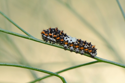 <i class='fa fa-user'></i>&nbsp;koekieman&nbsp;|  Koninginnenpage&nbsp; <i class='fa fa-eye'>&nbsp;100</i> &nbsp;<i class='fa fa-thumbs-up'>&nbsp;1</i> &nbsp; <i class='fa fa-comment-o'>&nbsp;5</i>