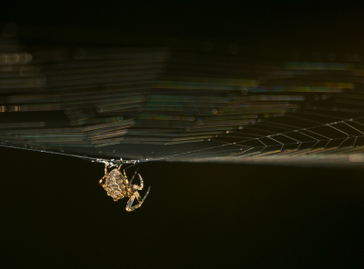 <i class='fa fa-user'></i>&nbsp;Truus Aletta Maan&nbsp;|  Brugspin&nbsp; <i class='fa fa-eye'>&nbsp;86</i> &nbsp;<i class='fa fa-thumbs-up'>&nbsp;3</i> &nbsp; <i class='fa fa-comment-o'>&nbsp;2</i>