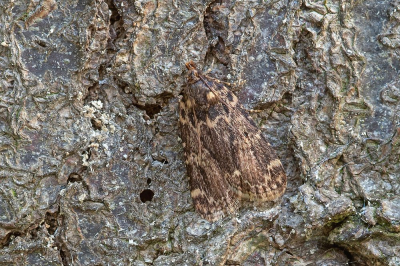 <i class='fa fa-user'></i>&nbsp;Johan van Gurp&nbsp;|  Bliksemlichtmot&nbsp; <i class='fa fa-eye'>&nbsp;63</i> &nbsp;<i class='fa fa-thumbs-up'>&nbsp;1</i> &nbsp; <i class='fa fa-comment-o'>&nbsp;4</i>