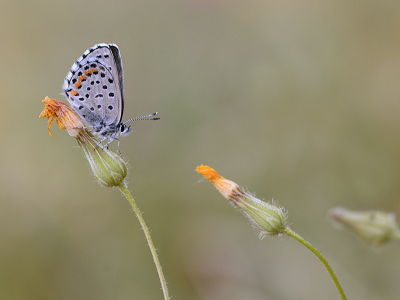 <i class='fa fa-user'></i>&nbsp;Mignon-Creative&nbsp;|  Klein Tijmblauwtje&nbsp; <i class='fa fa-eye'>&nbsp;94</i> &nbsp;<i class='fa fa-thumbs-up'>&nbsp;6</i> &nbsp; <i class='fa fa-comment-o'>&nbsp;5</i>