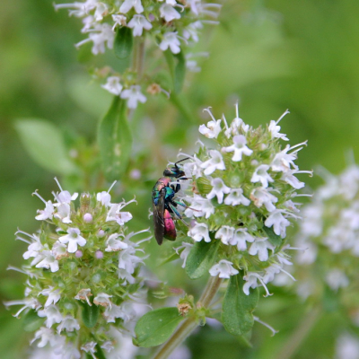 <i class='fa fa-user'></i>&nbsp;vun&nbsp;|  Zandgoudwesp&nbsp; <i class='fa fa-eye'>&nbsp;74</i> &nbsp;<i class='fa fa-thumbs-up'>&nbsp;1</i> &nbsp; <i class='fa fa-comment-o'>&nbsp;0</i>