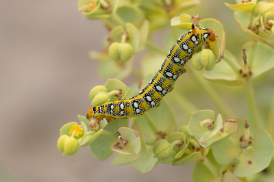 <i class='fa fa-user'></i>&nbsp;Willem Verhagen&nbsp;|  Wolfsmelkpijlstaart&nbsp; <i class='fa fa-eye'>&nbsp;103</i> &nbsp;<i class='fa fa-thumbs-up'>&nbsp;4</i> &nbsp; <i class='fa fa-comment-o'>&nbsp;3</i>