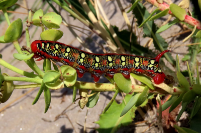 <i class='fa fa-user'></i>&nbsp;A. Soeting&nbsp;|  Wolfsmelkpijlstaart&nbsp; <i class='fa fa-eye'>&nbsp;122</i> &nbsp;<i class='fa fa-thumbs-up'>&nbsp;4</i> &nbsp; <i class='fa fa-comment-o'>&nbsp;4</i>