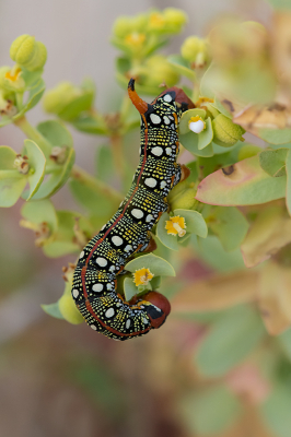 <i class='fa fa-user'></i>&nbsp;Willem Verhagen&nbsp;|  Wolfsmelkpijlstaart&nbsp; <i class='fa fa-eye'>&nbsp;95</i> &nbsp;<i class='fa fa-thumbs-up'>&nbsp;2</i> &nbsp; <i class='fa fa-comment-o'>&nbsp;1</i>