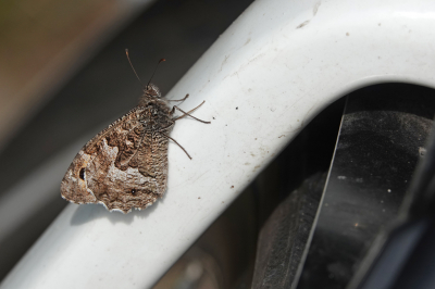 <i class='fa fa-user'></i>&nbsp;nelappelmelk&nbsp;|  Heivlinder&nbsp; <i class='fa fa-eye'>&nbsp;76</i> &nbsp;<i class='fa fa-thumbs-up'>&nbsp;3</i> &nbsp; <i class='fa fa-comment-o'>&nbsp;2</i>