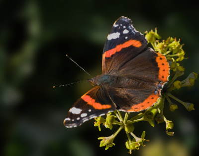 <i class='fa fa-user'></i>&nbsp;janvangastel&nbsp;|  Atalanta&nbsp; <i class='fa fa-eye'>&nbsp;68</i> &nbsp; <i class='fa fa-comment-o'>&nbsp;1</i>