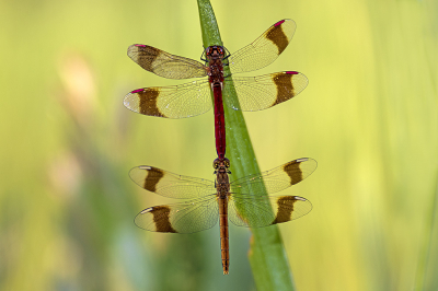 <i class='fa fa-user'></i>&nbsp;Bertus&nbsp;|  Bandheidelibel&nbsp; <i class='fa fa-eye'>&nbsp;96</i> &nbsp;<i class='fa fa-thumbs-up'>&nbsp;7</i> &nbsp; <i class='fa fa-comment-o'>&nbsp;4</i>