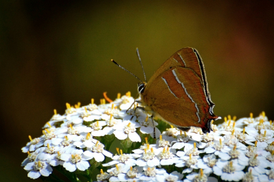 <i class='fa fa-user'></i>&nbsp;Bert Veerman&nbsp;|  Sleedoornpage&nbsp; <i class='fa fa-eye'>&nbsp;86</i> &nbsp;<i class='fa fa-thumbs-up'>&nbsp;2</i> &nbsp; <i class='fa fa-comment-o'>&nbsp;3</i>