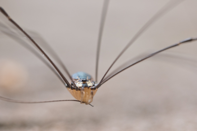 <i class='fa fa-user'></i>&nbsp;Gert-Jan Cromwijk&nbsp;|  Reuzenhooiwagen&nbsp; <i class='fa fa-eye'>&nbsp;96</i> &nbsp;<i class='fa fa-thumbs-up'>&nbsp;1</i> &nbsp; <i class='fa fa-comment-o'>&nbsp;2</i>