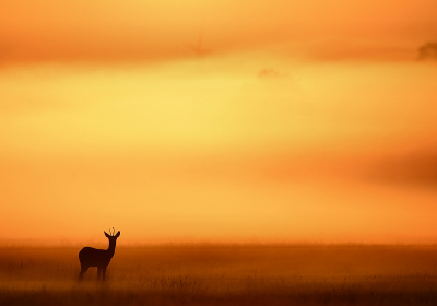 Nature picture: 5. Capreolus capreolus / Ree / Roe Deer