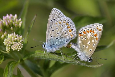 <i class='fa fa-user'></i>&nbsp;Mignon-Creative&nbsp;|  Icarusblauwtje&nbsp; <i class='fa fa-eye'>&nbsp;68</i> &nbsp; <i class='fa fa-comment-o'>&nbsp;3</i>