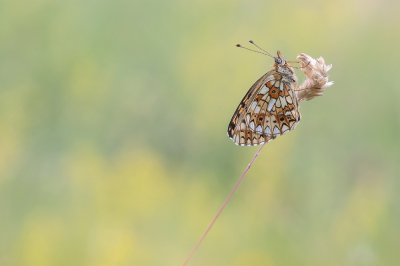 <i class='fa fa-user'></i>&nbsp;Johan van Gurp&nbsp;|  Zilveren Maan&nbsp; <i class='fa fa-eye'>&nbsp;95</i> &nbsp;<i class='fa fa-thumbs-up'>&nbsp;5</i> &nbsp; <i class='fa fa-comment-o'>&nbsp;5</i>