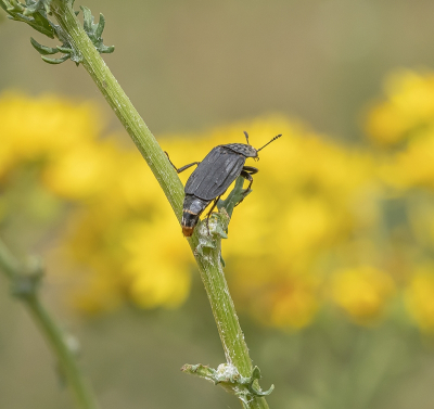 <i class='fa fa-user'></i>&nbsp;Tim Oord&nbsp;|  Geribbelde Aaskever&nbsp; <i class='fa fa-eye'>&nbsp;82</i> &nbsp;<i class='fa fa-thumbs-up'>&nbsp;1</i> &nbsp; <i class='fa fa-comment-o'>&nbsp;3</i>