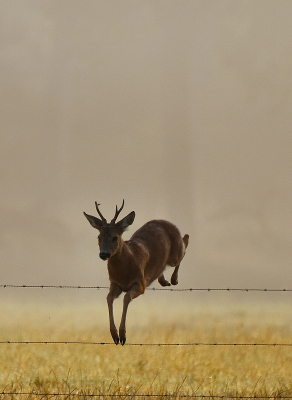 <i class='fa fa-user'></i>&nbsp;robert-jan&nbsp;|  Ree&nbsp; <i class='fa fa-eye'>&nbsp;131</i> &nbsp;<i class='fa fa-thumbs-up'>&nbsp;2</i> &nbsp; <i class='fa fa-comment-o'>&nbsp;2</i>