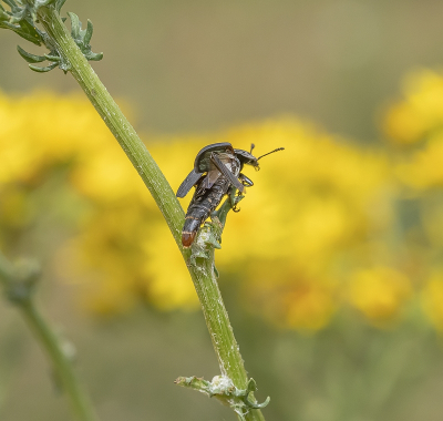 <i class='fa fa-user'></i>&nbsp;Tim Oord&nbsp;|  Geribbelde Aaskever&nbsp; <i class='fa fa-eye'>&nbsp;75</i> &nbsp; <i class='fa fa-comment-o'>&nbsp;1</i>