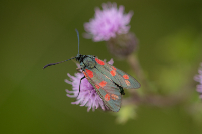 <i class='fa fa-user'></i>&nbsp;Willem Verhagen&nbsp;|  Sint-jansvlinder&nbsp; <i class='fa fa-eye'>&nbsp;46</i> &nbsp; <i class='fa fa-comment-o'>&nbsp;1</i>