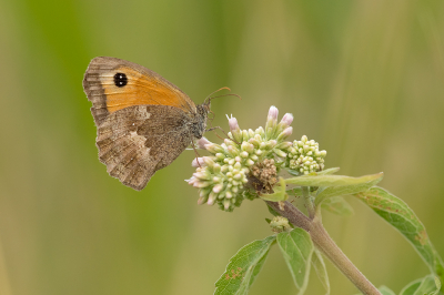 <i class='fa fa-user'></i>&nbsp;Willem Verhagen&nbsp;|  Oranje Zandoogje&nbsp; <i class='fa fa-eye'>&nbsp;54</i> &nbsp;<i class='fa fa-thumbs-up'>&nbsp;2</i> &nbsp; <i class='fa fa-comment-o'>&nbsp;6</i>