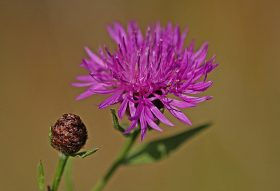 <i class='fa fa-user'></i>&nbsp;Cor&nbsp;|  Knoopkruid&nbsp; <i class='fa fa-eye'>&nbsp;59</i> &nbsp;<i class='fa fa-thumbs-up'>&nbsp;6</i> &nbsp; <i class='fa fa-comment-o'>&nbsp;6</i>