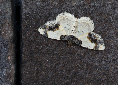 <i class='fa fa-user'></i>&nbsp;Ad Sprang&nbsp;|  Aangebrande Spanner&nbsp; <i class='fa fa-eye'>&nbsp;132</i> &nbsp;<i class='fa fa-thumbs-up'>&nbsp;7</i> &nbsp; <i class='fa fa-comment-o'>&nbsp;9</i>