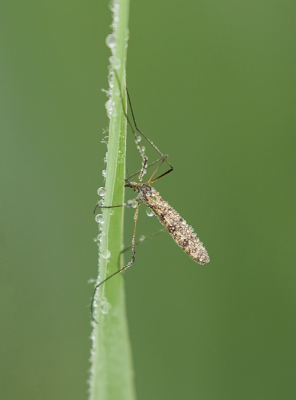 <i class='fa fa-user'></i>&nbsp;Leo Tukker&nbsp;|  Zwartpootlangnek&nbsp; <i class='fa fa-eye'>&nbsp;52</i> &nbsp;<i class='fa fa-thumbs-up'>&nbsp;1</i> &nbsp; <i class='fa fa-comment-o'>&nbsp;4</i>