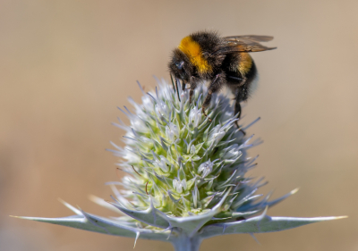 <i class='fa fa-user'></i>&nbsp;pietwil&nbsp;|  Blauwe Zeedistel&nbsp; <i class='fa fa-eye'>&nbsp;66</i> &nbsp;<i class='fa fa-thumbs-up'>&nbsp;3</i> &nbsp; <i class='fa fa-comment-o'>&nbsp;4</i>