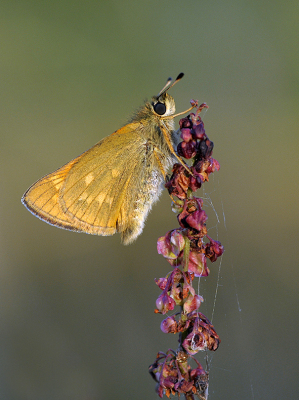 <i class='fa fa-user'></i>&nbsp;Mignon-Creative&nbsp;|  Groot Dikkopje&nbsp; <i class='fa fa-eye'>&nbsp;81</i> &nbsp;<i class='fa fa-thumbs-up'>&nbsp;7</i> &nbsp; <i class='fa fa-comment-o'>&nbsp;8</i>