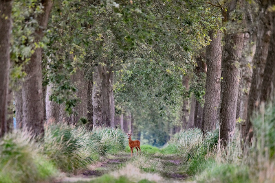 <i class='fa fa-user'></i>&nbsp;robert-jan&nbsp;|  Ree&nbsp; <i class='fa fa-eye'>&nbsp;157</i> &nbsp;<i class='fa fa-thumbs-up'>&nbsp;1</i> &nbsp; <i class='fa fa-comment-o'>&nbsp;6</i>