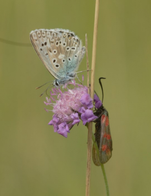 De foto is gemaakt op n van de kalkgraslanden in de Viroinval. De omstandigheden waren goed die dag. Veel zon, warm en weinig wind. Tijdens het fotograferen van bleek blauwtjes zag ik deze twee zitten en was net op tijd om een paar foto's te maken. Waarvan deze het beste was.

De (kleuren)combinatie van het blauwtje, de (licht)paarse beemdkroon en het zwart-rood van de st jansvlinder vond ik erg leuk.