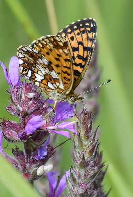 <i class='fa fa-user'></i>&nbsp;josephine&nbsp;|  Zilveren maan&nbsp; <i class='fa fa-eye'>&nbsp;66</i> &nbsp;<i class='fa fa-thumbs-up'>&nbsp;3</i> &nbsp; <i class='fa fa-comment-o'>&nbsp;4</i>