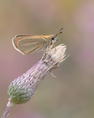 <i class='fa fa-user'></i>&nbsp;Johan van Gurp&nbsp;|  Zwartsprietdikkopje&nbsp; <i class='fa fa-eye'>&nbsp;65</i> &nbsp;<i class='fa fa-thumbs-up'>&nbsp;7</i> &nbsp; <i class='fa fa-comment-o'>&nbsp;9</i>