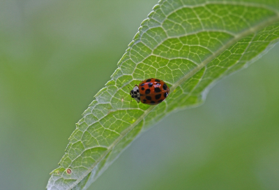 <i class='fa fa-user'></i>&nbsp;Cor&nbsp;|  Aziatisch Lieveheersbeestje&nbsp; <i class='fa fa-eye'>&nbsp;61</i> &nbsp;<i class='fa fa-thumbs-up'>&nbsp;2</i> &nbsp; <i class='fa fa-comment-o'>&nbsp;5</i>