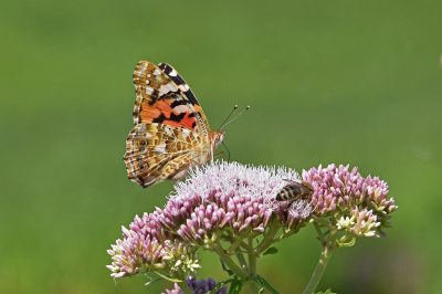 <i class='fa fa-user'></i>&nbsp;kooyammers&nbsp;|  Distelvlinder&nbsp; <i class='fa fa-eye'>&nbsp;64</i> &nbsp;<i class='fa fa-thumbs-up'>&nbsp;7</i> &nbsp; <i class='fa fa-comment-o'>&nbsp;6</i>