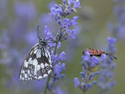 <i class='fa fa-user'></i>&nbsp;Mignon-Creative&nbsp;|  Dambordje&nbsp; <i class='fa fa-eye'>&nbsp;80</i> &nbsp;<i class='fa fa-thumbs-up'>&nbsp;5</i> &nbsp; <i class='fa fa-comment-o'>&nbsp;4</i>