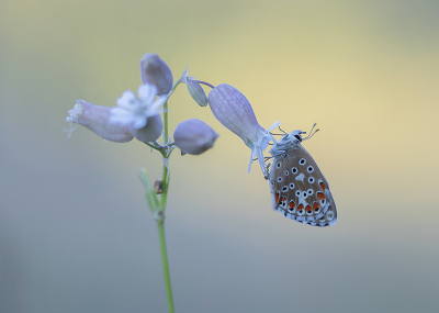 <i class='fa fa-user'></i>&nbsp;Tom&nbsp;|  Adonisblauwtje&nbsp; <i class='fa fa-eye'>&nbsp;119</i> &nbsp;<i class='fa fa-thumbs-up'>&nbsp;9</i> &nbsp; <i class='fa fa-comment-o'>&nbsp;6</i>