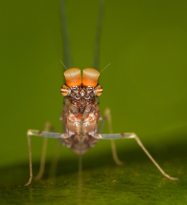 <i class='fa fa-user'></i>&nbsp;Sophie&nbsp;|  Gewone Tweevleugel&nbsp; <i class='fa fa-eye'>&nbsp;104</i> &nbsp;<i class='fa fa-thumbs-up'>&nbsp;9</i> &nbsp; <i class='fa fa-comment-o'>&nbsp;12</i>