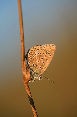 <i class='fa fa-user'></i>&nbsp;David Ruijs&nbsp;|  Icarusblauwtje&nbsp; <i class='fa fa-eye'>&nbsp;59</i> &nbsp;<i class='fa fa-thumbs-up'>&nbsp;3</i> &nbsp; <i class='fa fa-comment-o'>&nbsp;2</i>