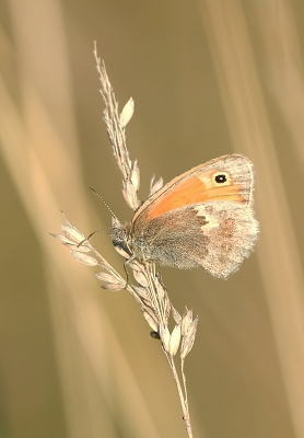 <i class='fa fa-user'></i>&nbsp;David Ruijs&nbsp;|  Hooibeestje&nbsp; <i class='fa fa-eye'>&nbsp;55</i> &nbsp;<i class='fa fa-thumbs-up'>&nbsp;1</i> &nbsp; <i class='fa fa-comment-o'>&nbsp;1</i>