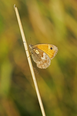 Dit Hooibeestje bleef goed zitten kon hem zelfs met een 90mm fotograferen.