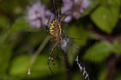 <i class='fa fa-user'></i>&nbsp;Louis56&nbsp;|  Wespspin&nbsp; <i class='fa fa-eye'>&nbsp;47</i> &nbsp; <i class='fa fa-comment-o'>&nbsp;0</i>