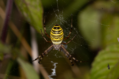 <i class='fa fa-user'></i>&nbsp;Louis56&nbsp;|  Wespspin&nbsp; <i class='fa fa-eye'>&nbsp;67</i> &nbsp;<i class='fa fa-thumbs-up'>&nbsp;1</i> &nbsp; <i class='fa fa-comment-o'>&nbsp;4</i>